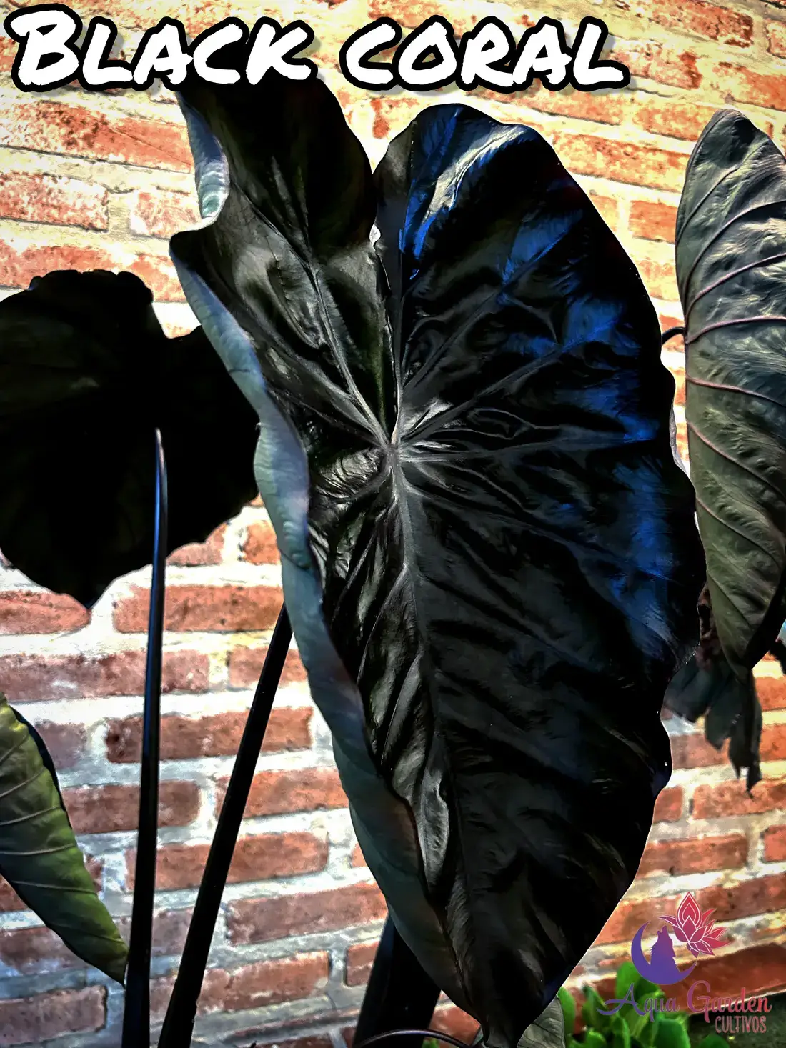 Colocasias