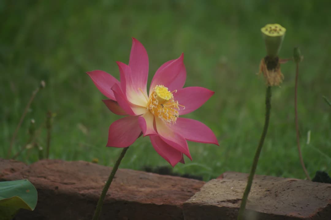 Loto rosado en flor junto a una cápsula de semillas ya formada