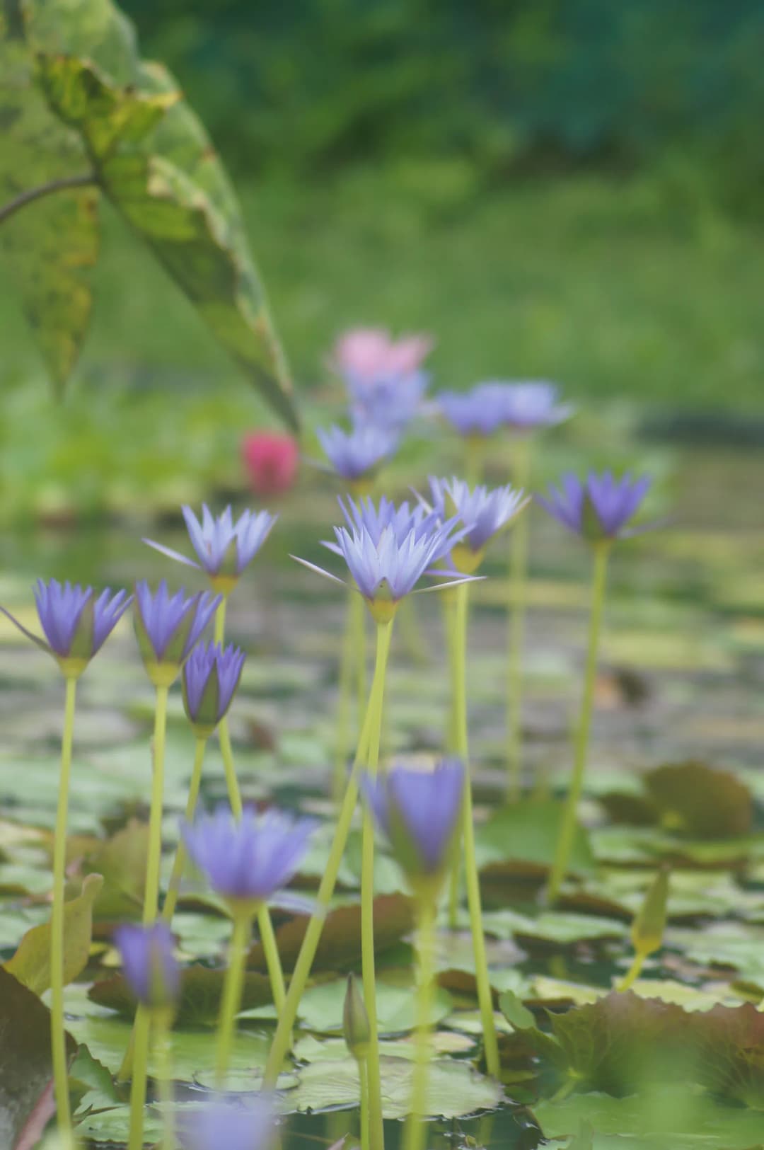 Cantero con nenúfares tropicales de flores azules elevadas sobre el agua