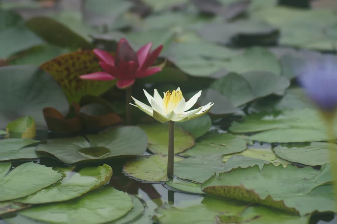 Nenúfar rosa oscuro junto a uno blanco sobre el agua