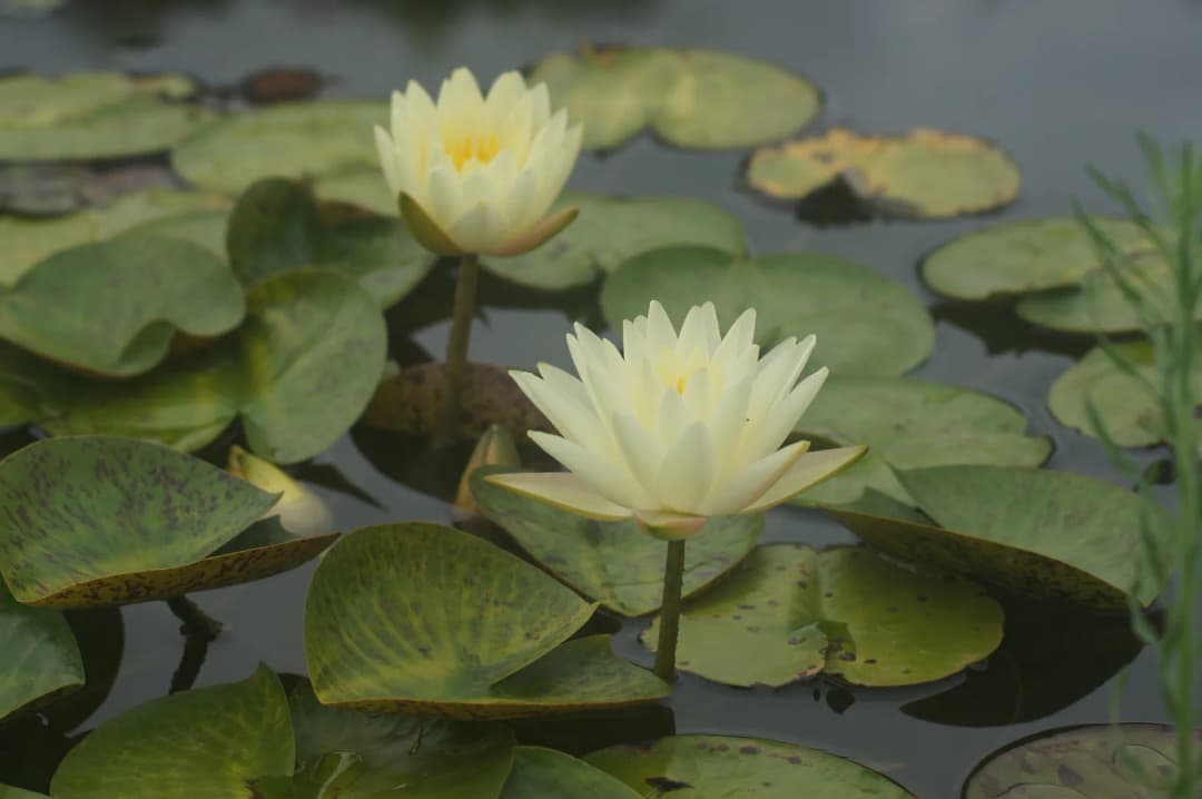 Nenúfares amarillo y blanco entre hojas verdes