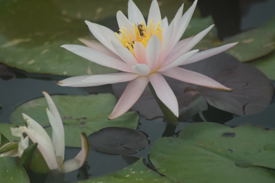 Una abeja posada en el centro de un nenúfar blanco y rosado