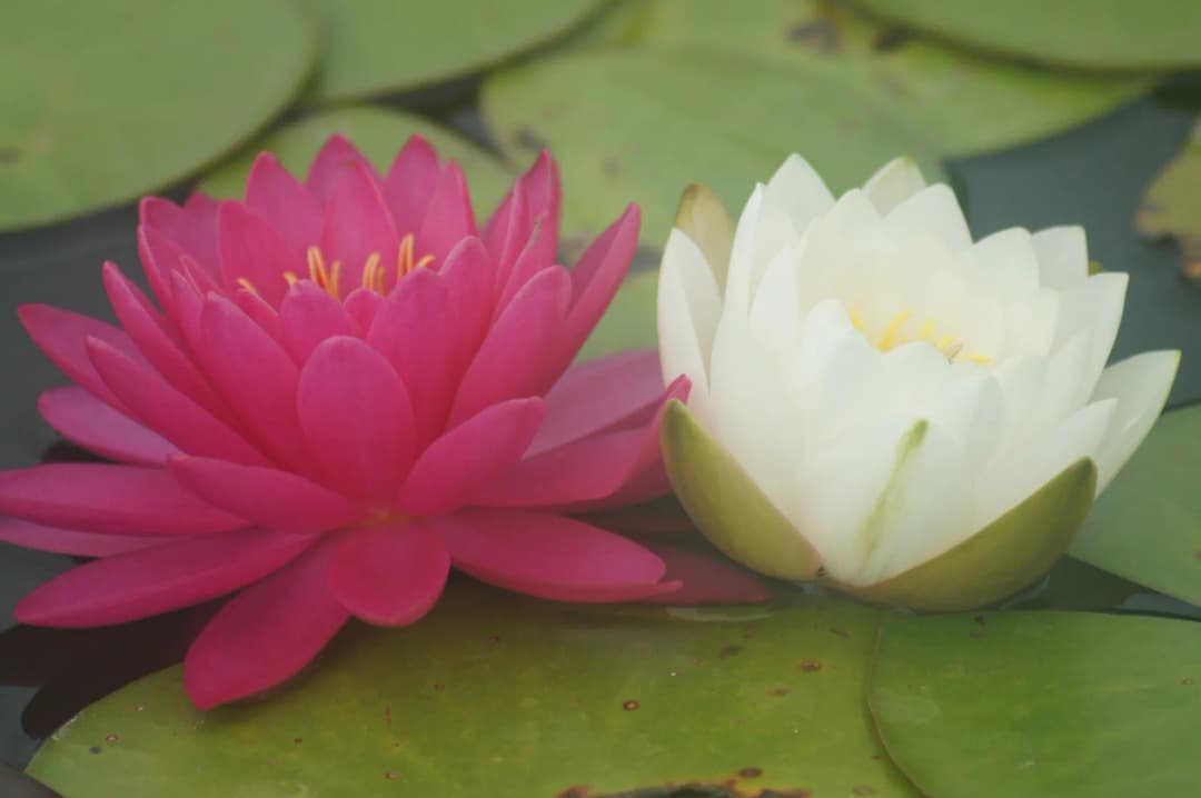 Un nenúfar fucsia y uno blanco abiertos uno al lado del otro