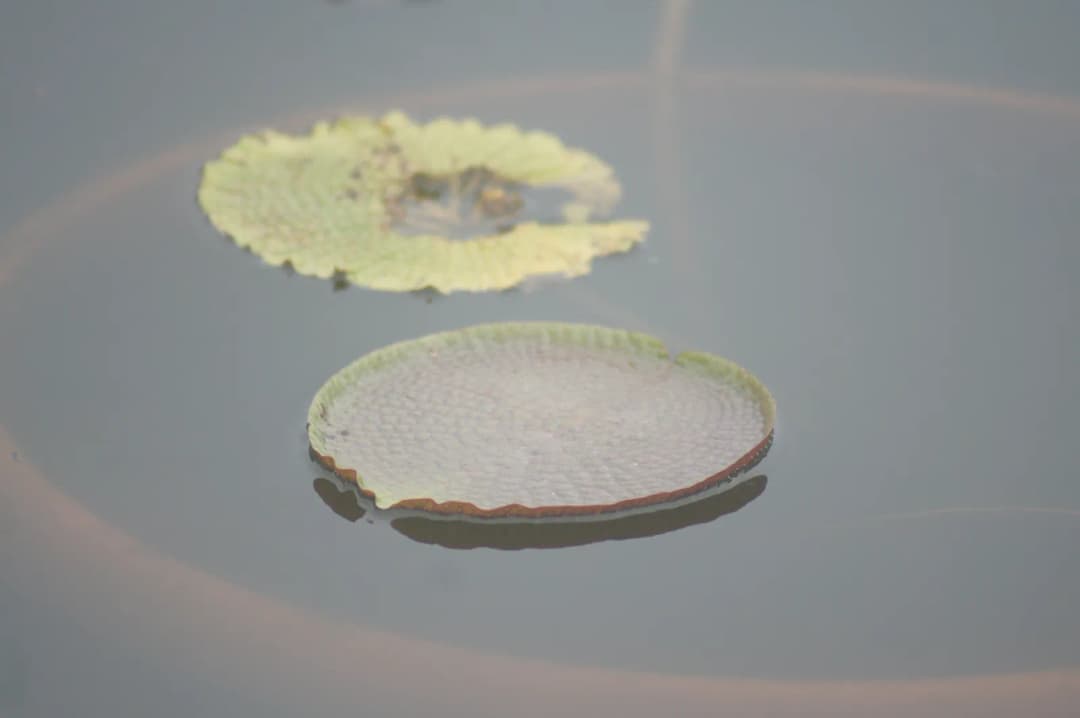 Dos hojas de nenúfar solas sobre el agua quieta