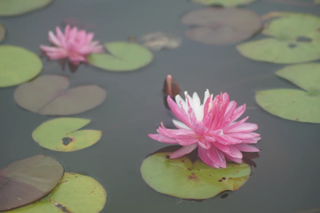 Nenúfares rosados vistos desde arriba, rodeados de hojas