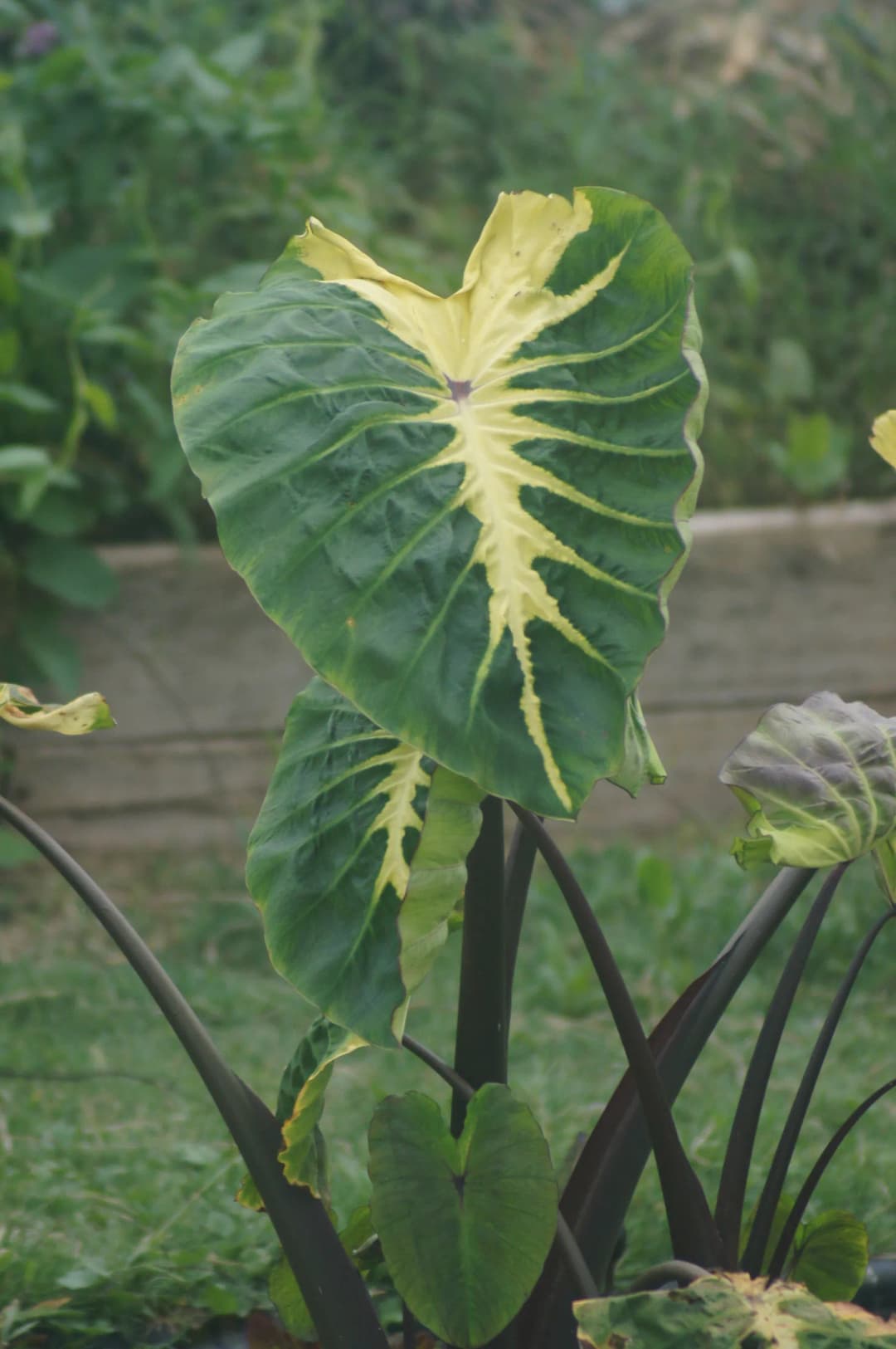 Hoja de colocasia con nervaduras claras, a contraluz