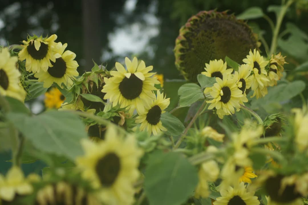 Hilera de girasoles ornamentales en flor junto al cultivo