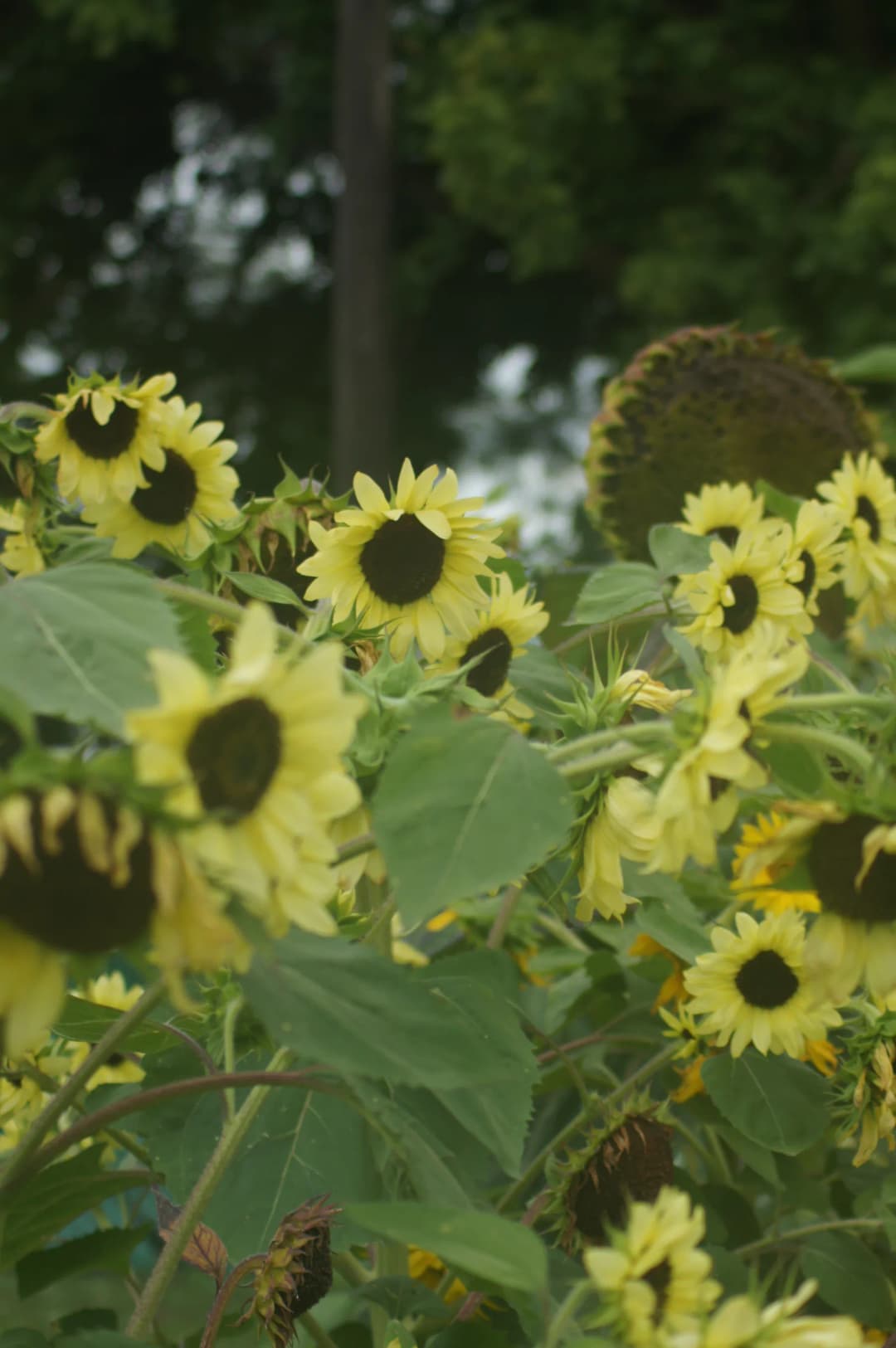 Girasoles de centro oscuro y pétalos amarillo claro