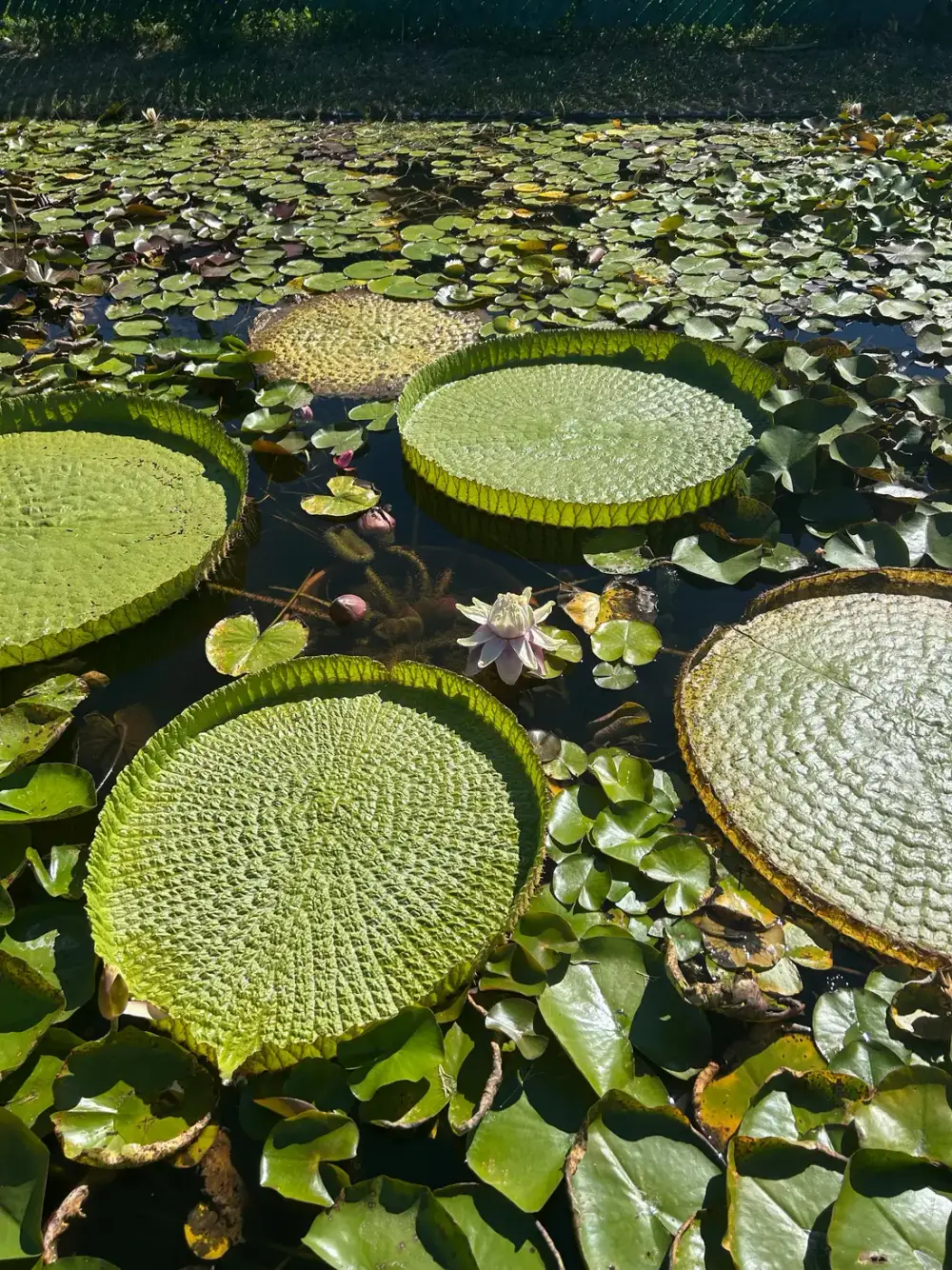 Hojas gigantes de Victoria y nenúfares en flor en el cultivo de Aqua Garden