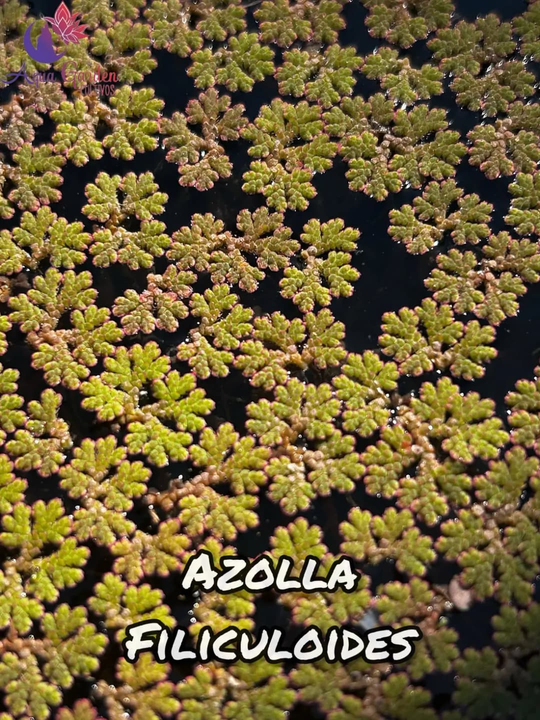 Azolla filiculoides