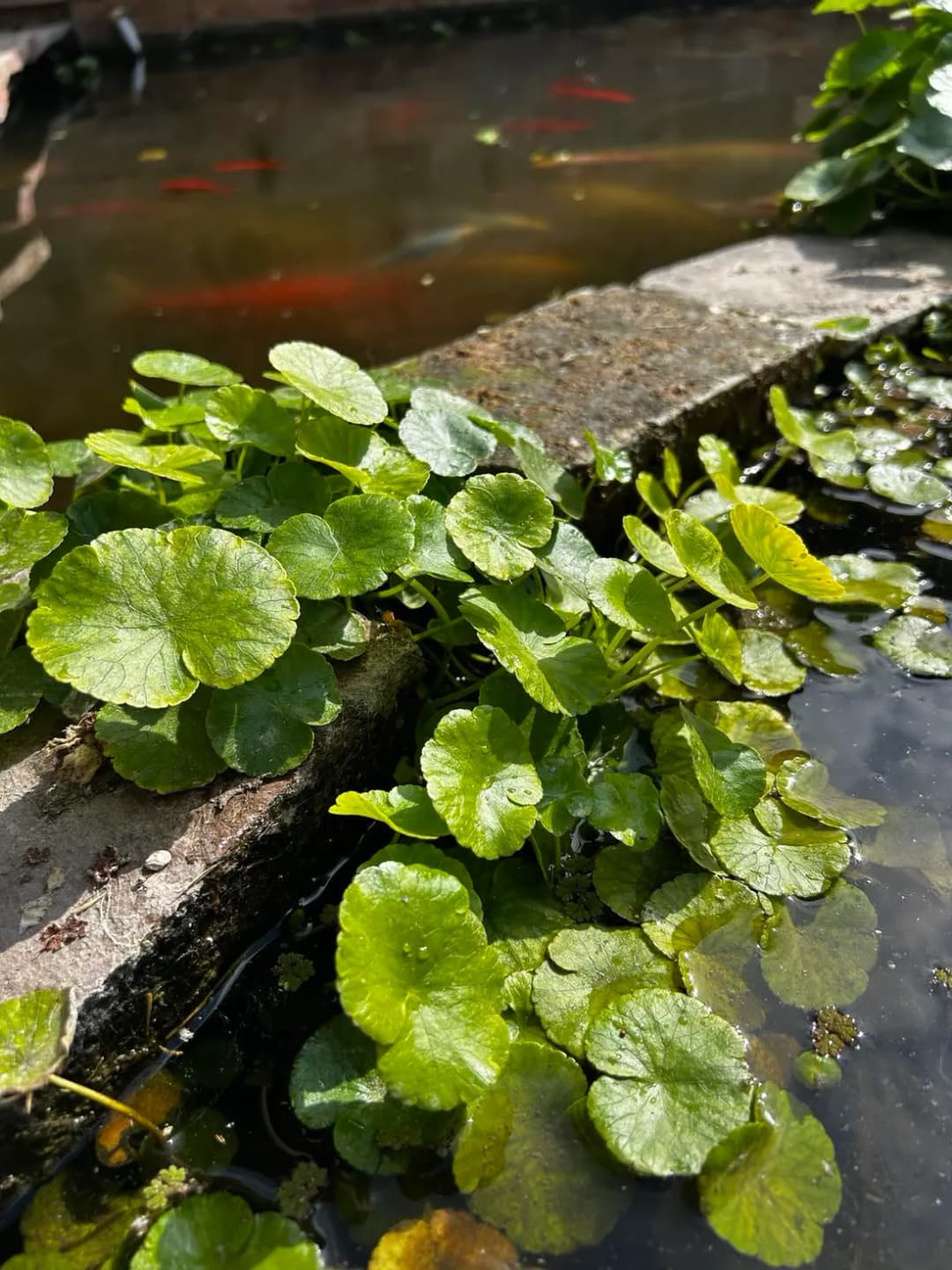 Hydrocotyle bonariensis