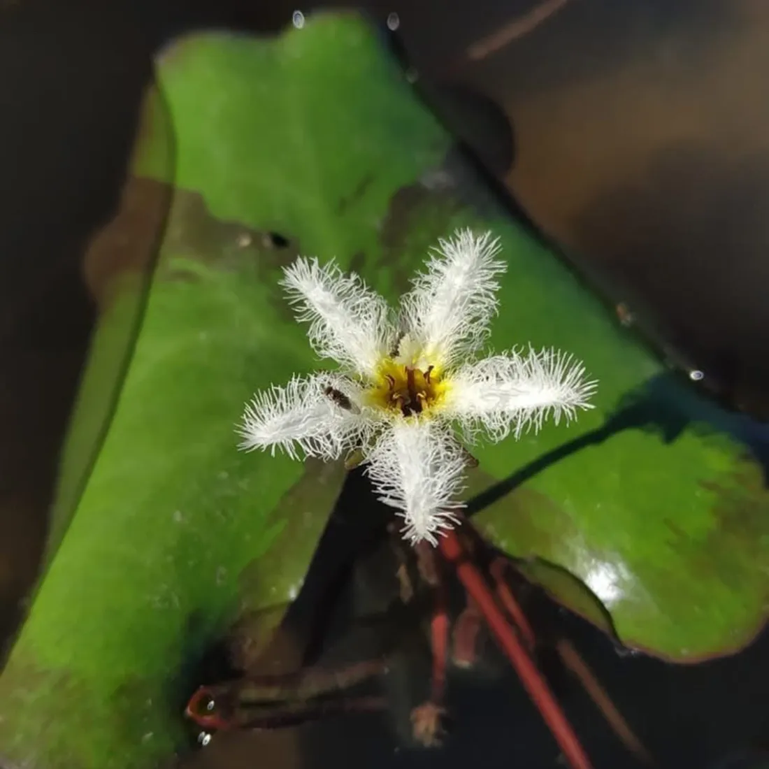 Nymphoides panambi