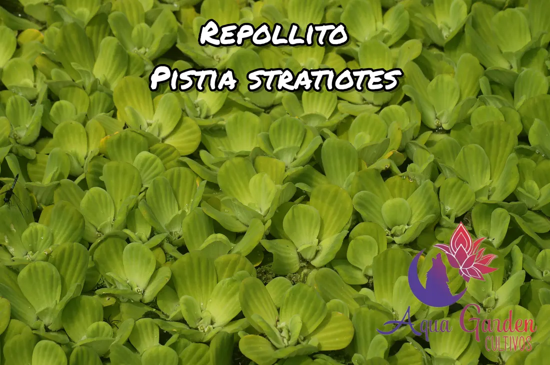 Flotantes y palustres