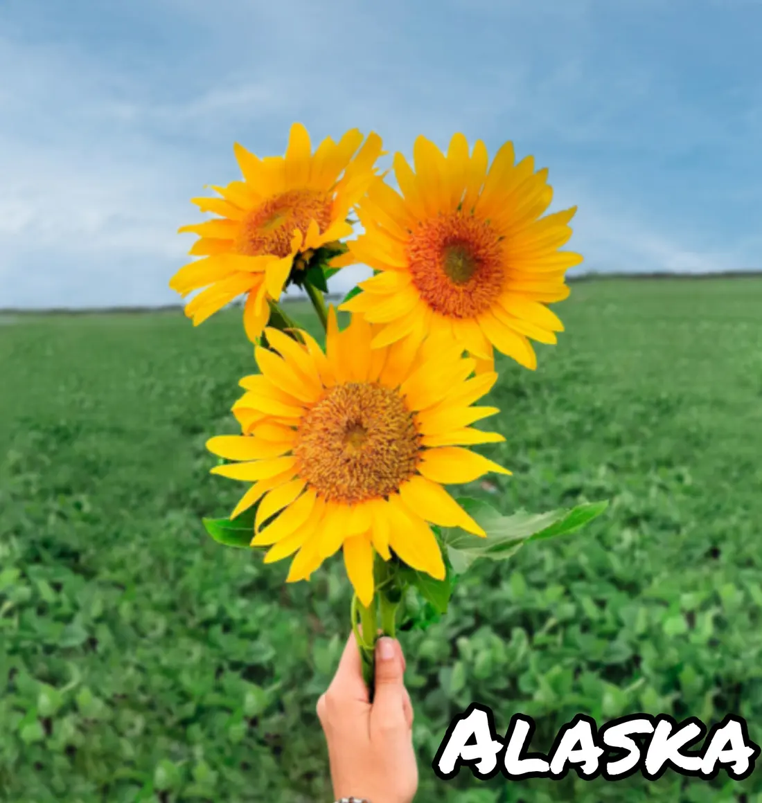 Girasol Alaska