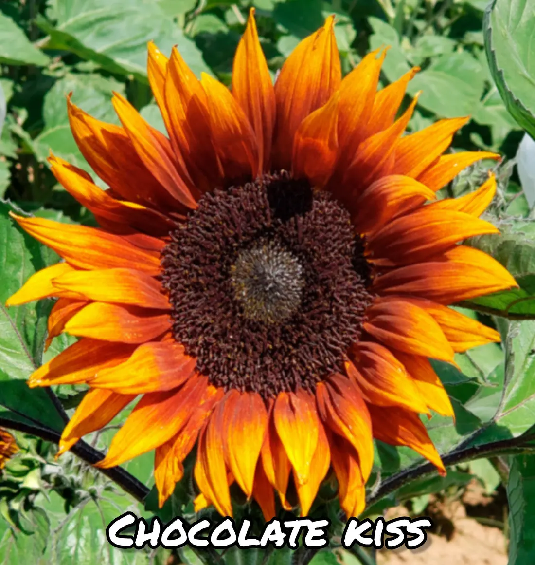 Girasol Chocolate Kiss