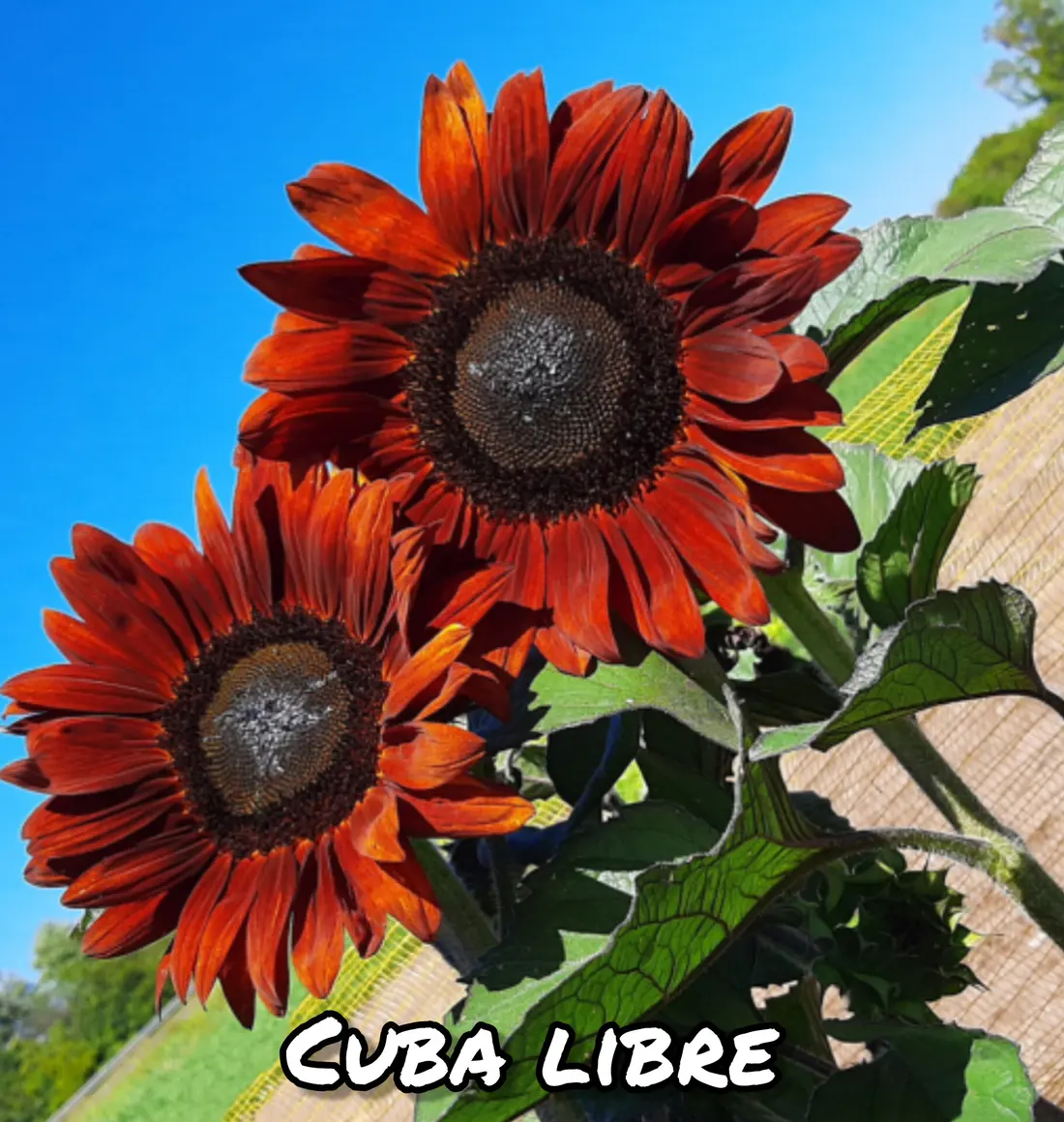 Girasol Cuba Libre