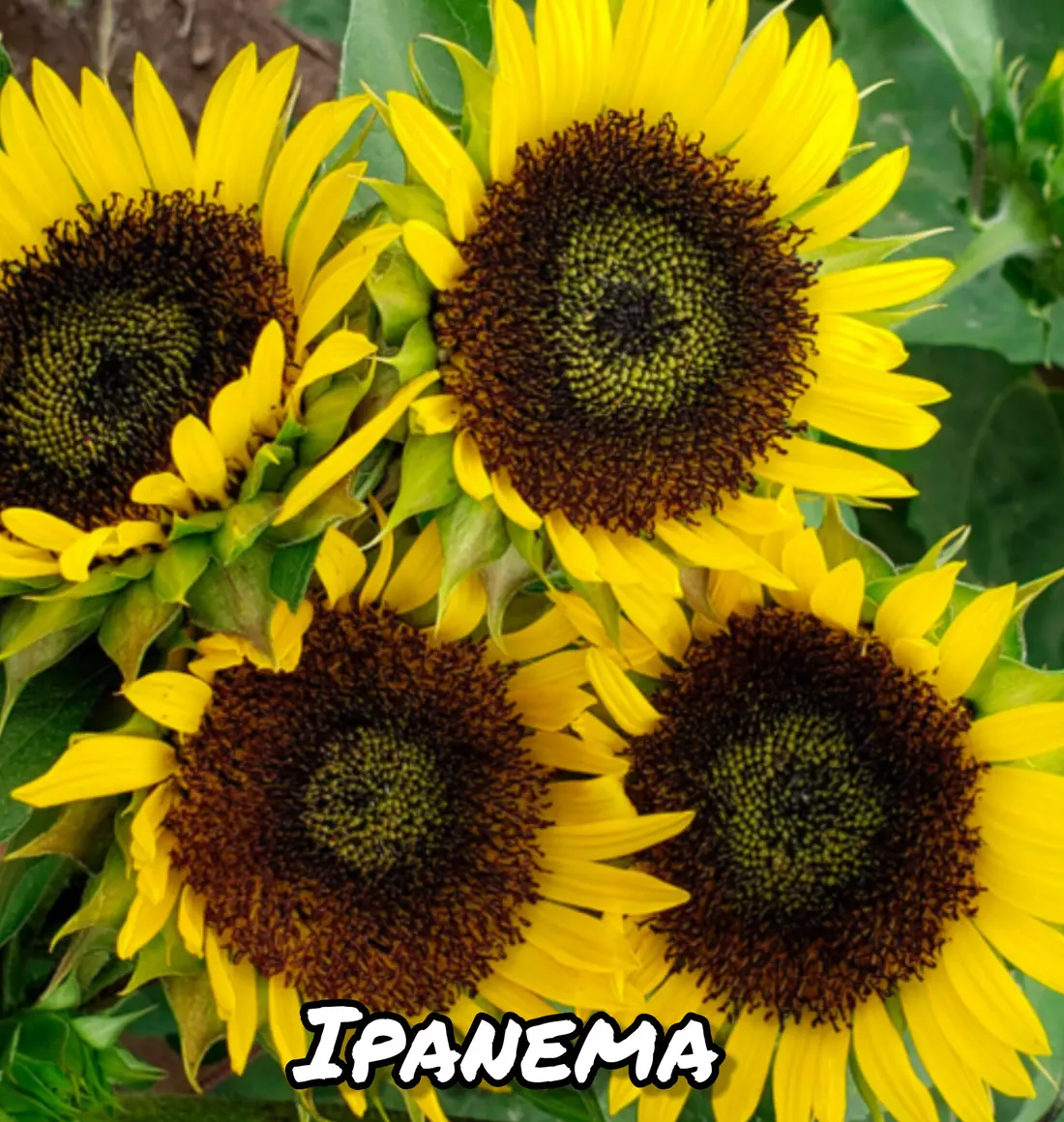 Girasol Ipanema