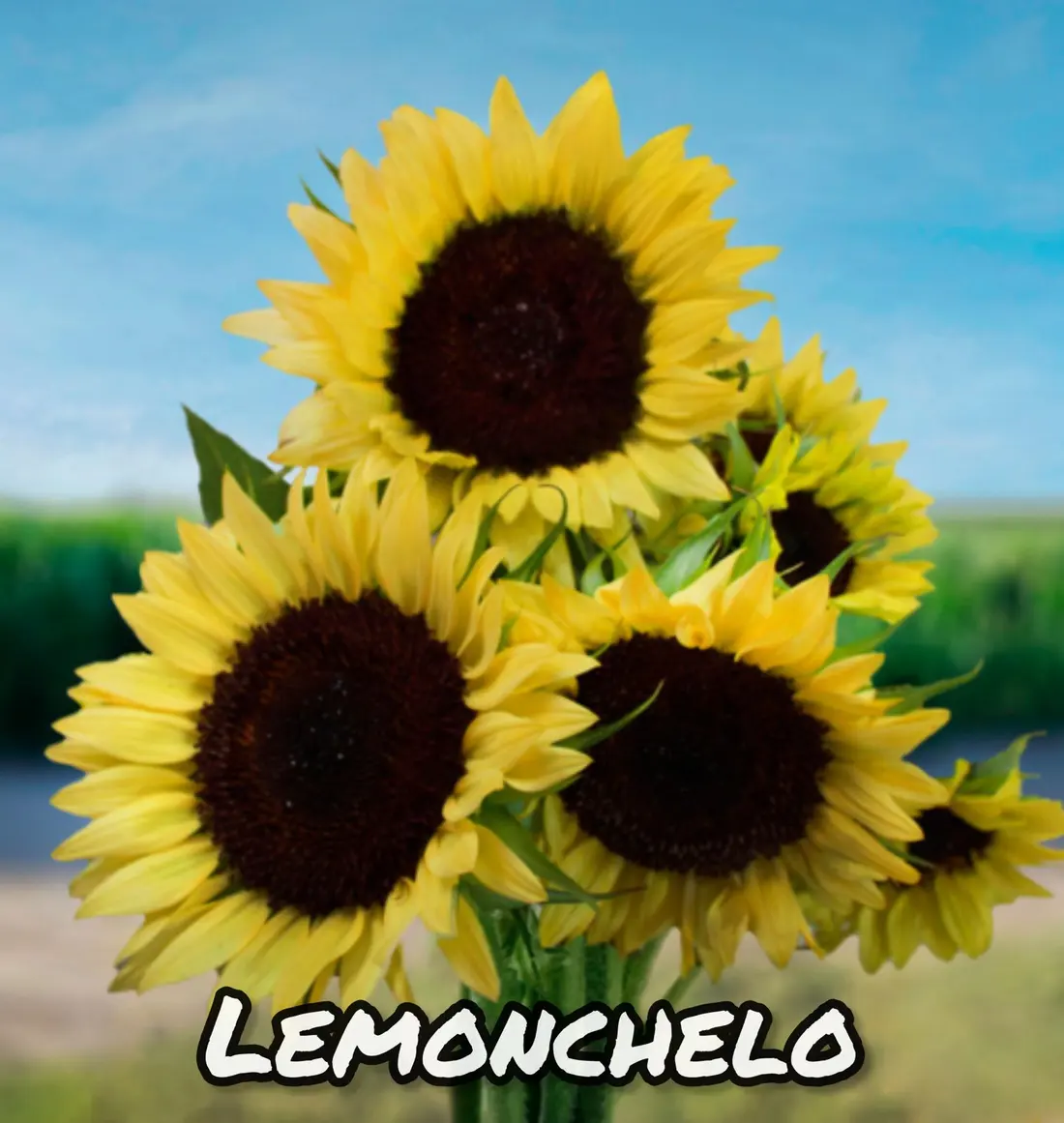 Girasol Lemonchelo