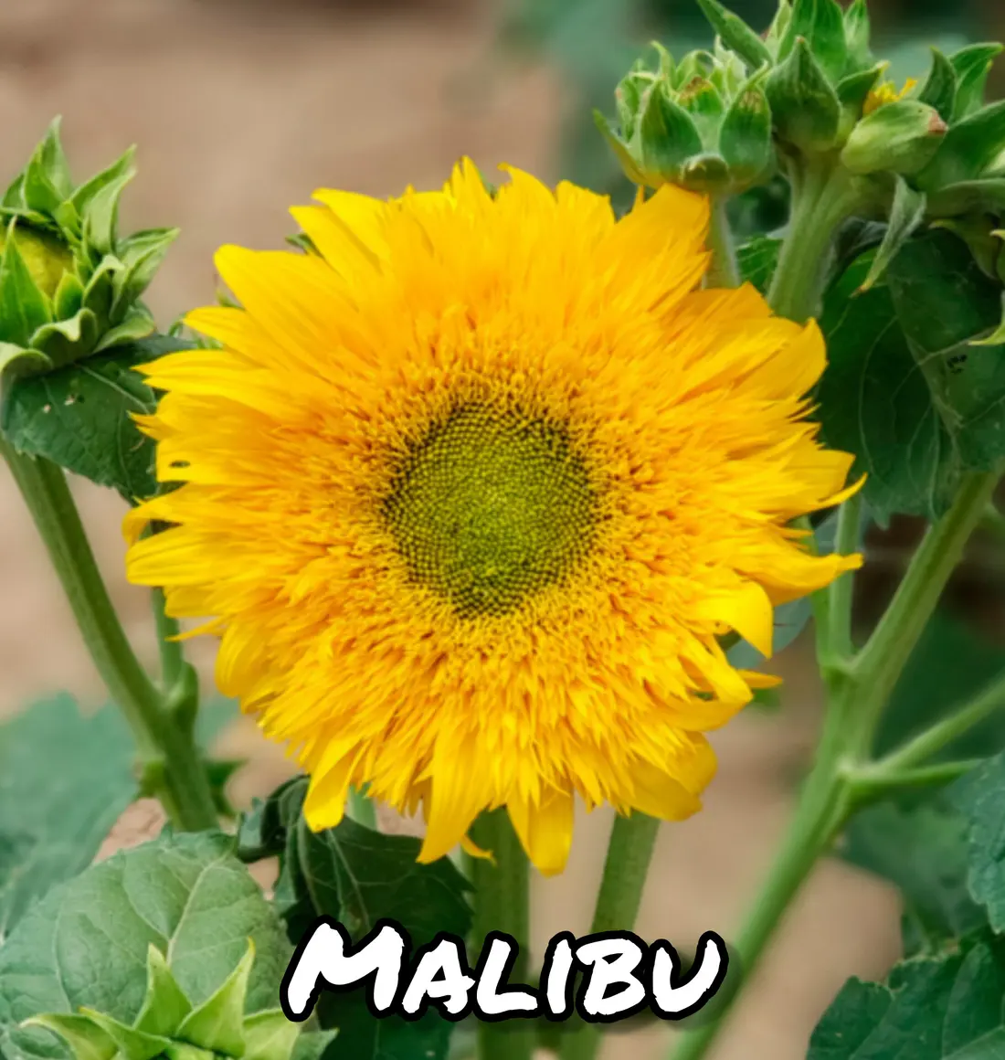 Girasol Malibu