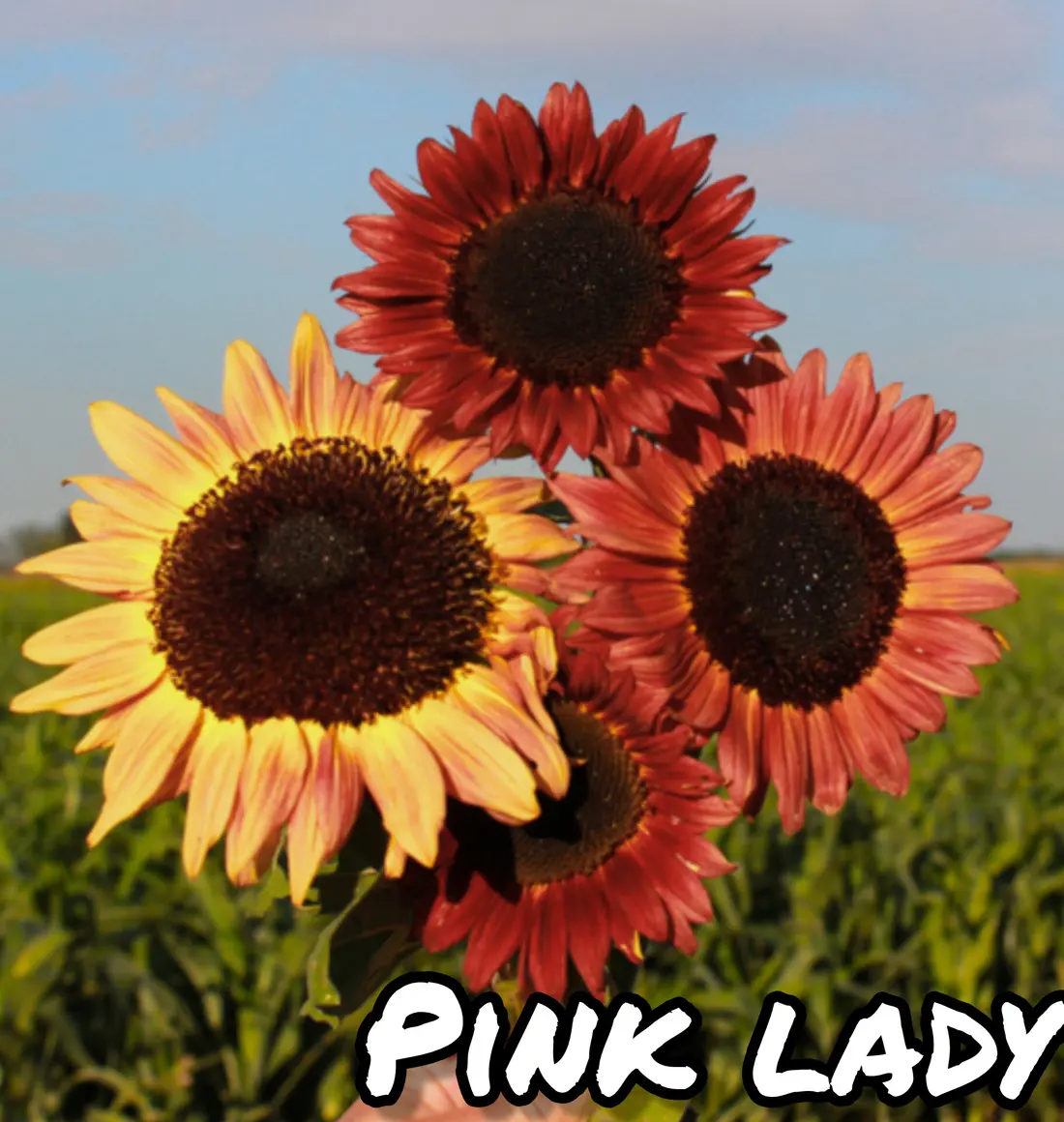 Girasol Pink Lady