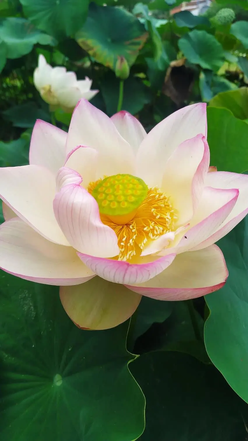 Chawan Basu