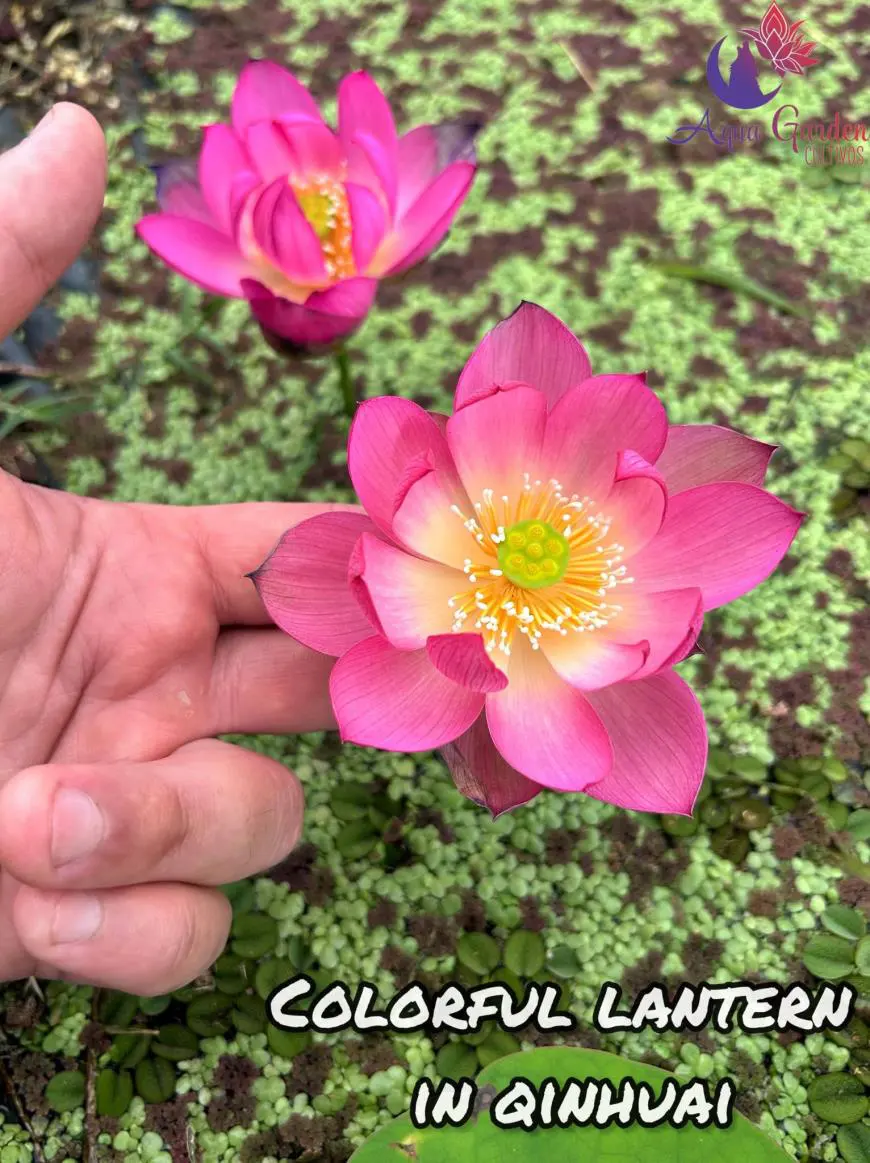 Colorful in Qinhuai, otra floración