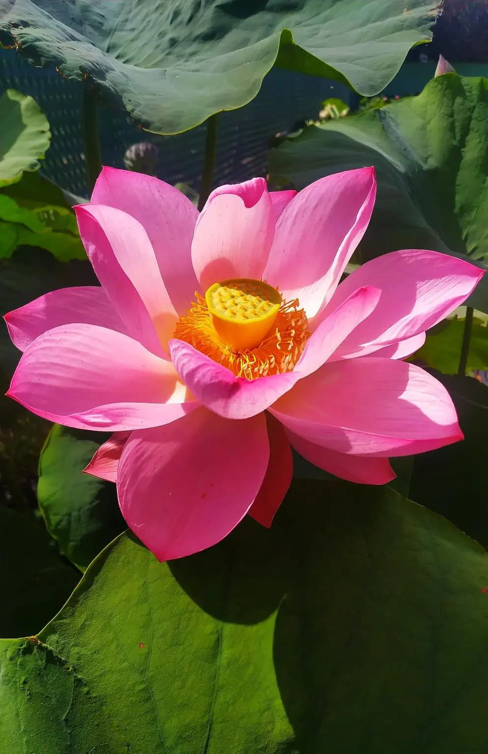 Loto Friendship en flor