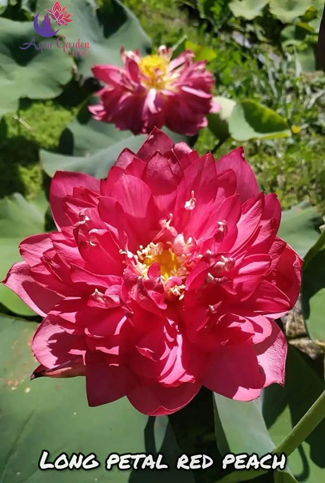 Long Petal Red Peach