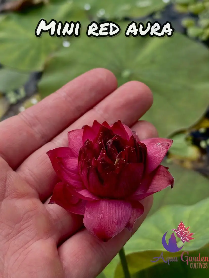 Mini Red Aura, otra floración