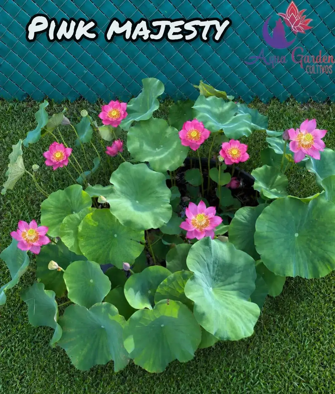 Pink Majesty