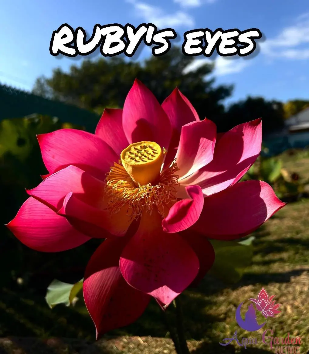 Ruby's Eyes
