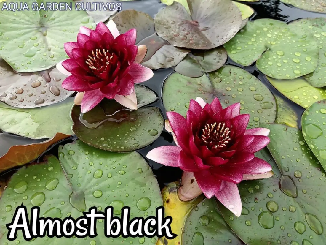 Almost Black
