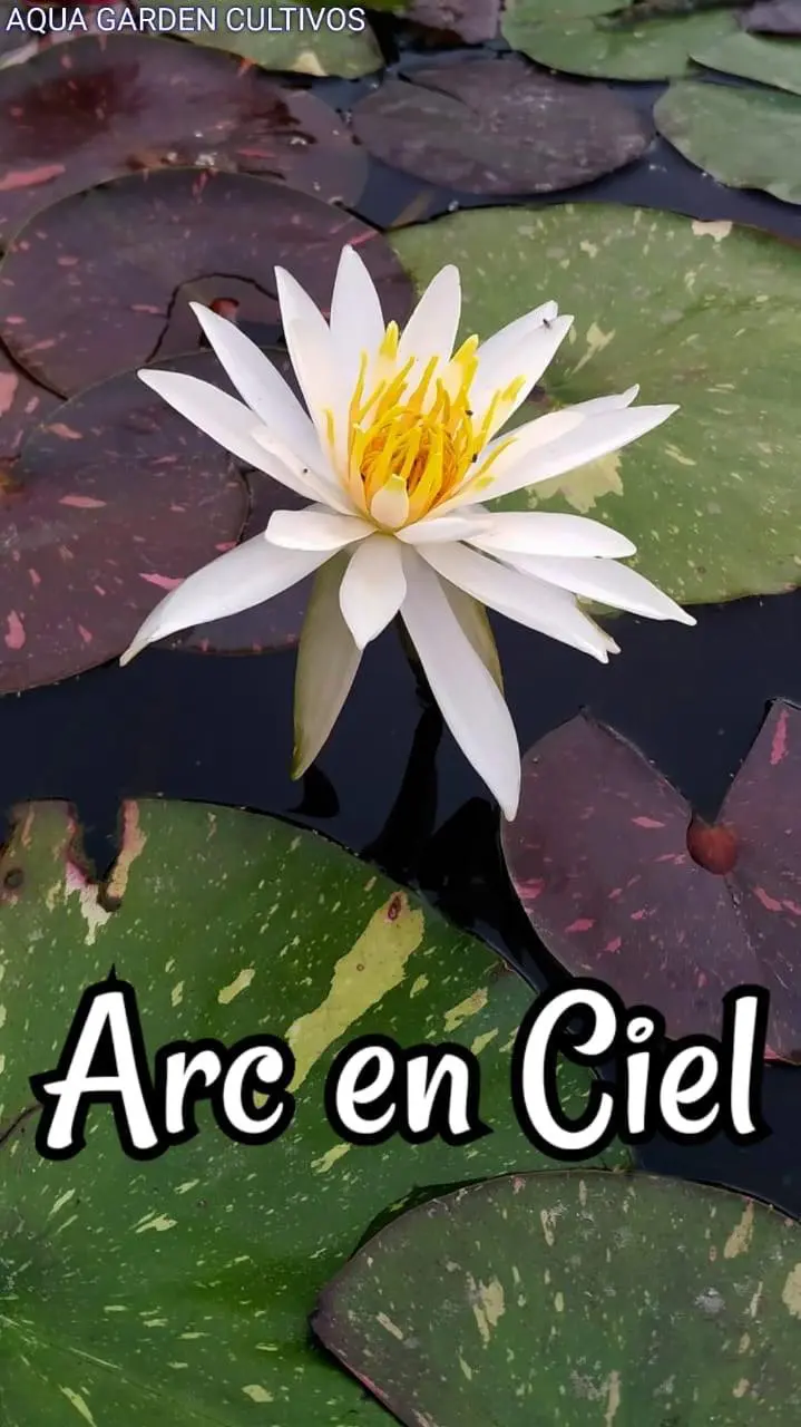 Arc en Ciel