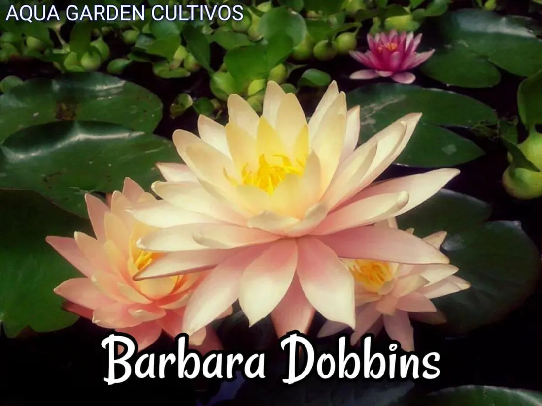 Barbara Dobbins