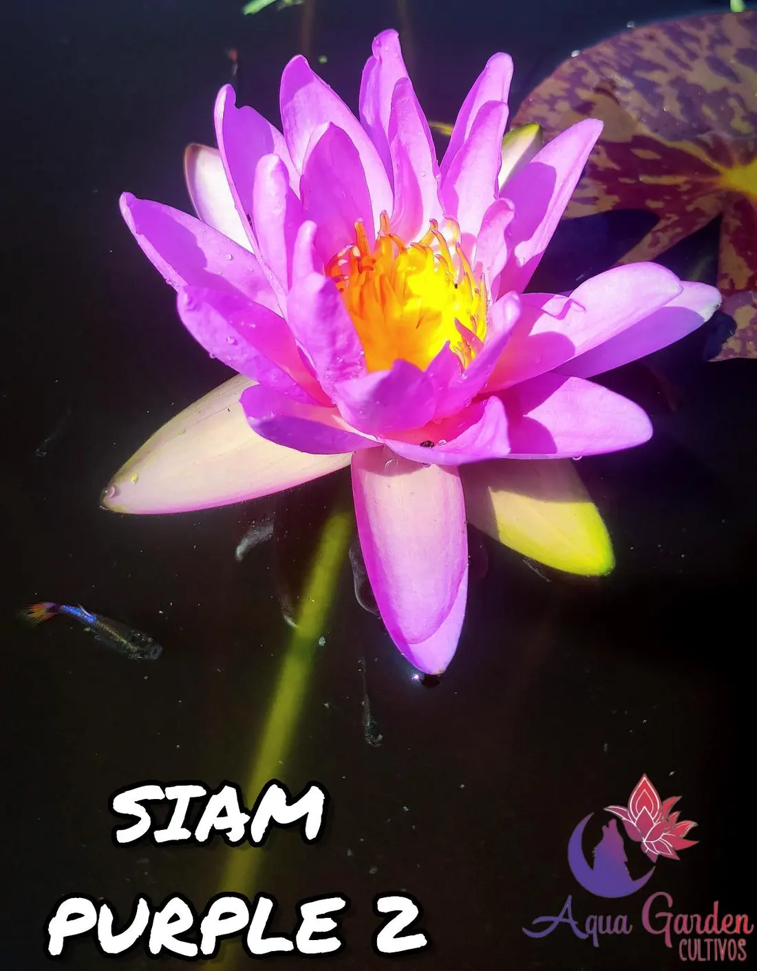 Siam Purple 2