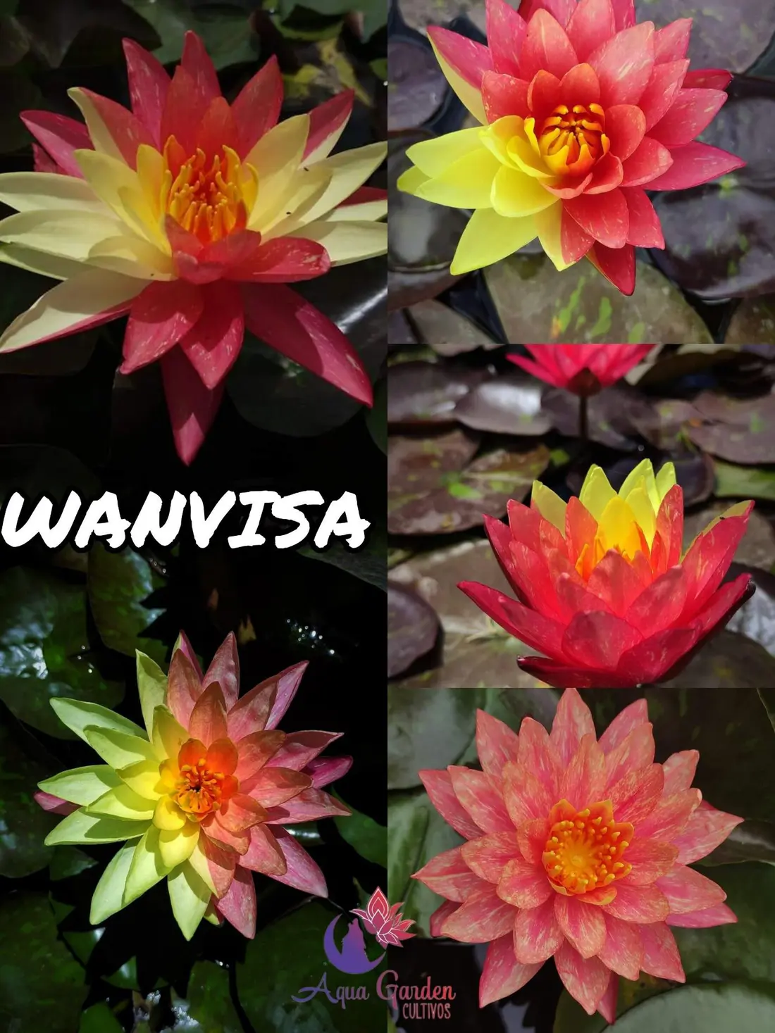Wanvisa
