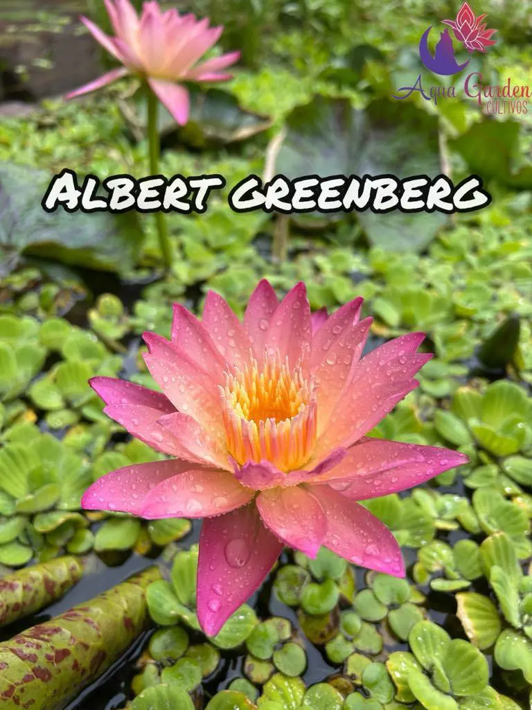 Albert Greenberg
