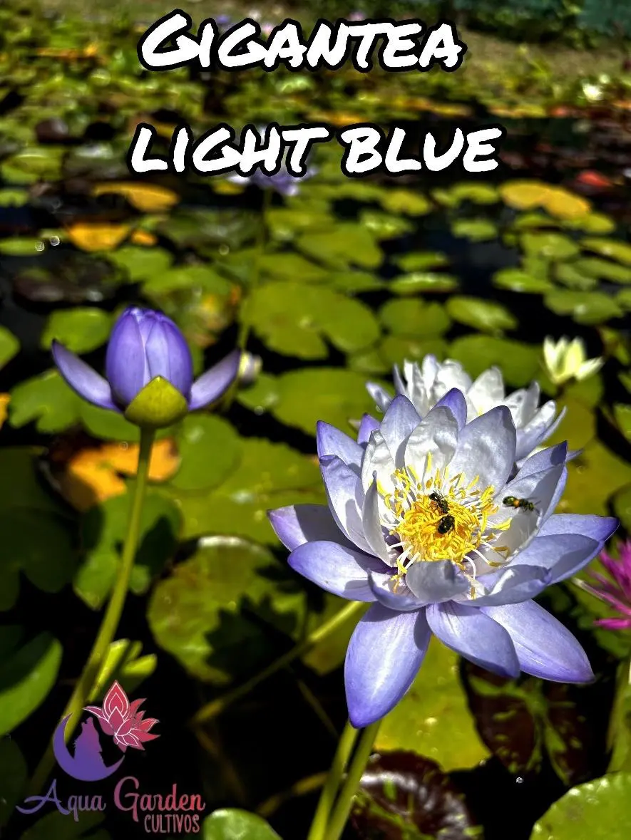 Gigantea Light Blue