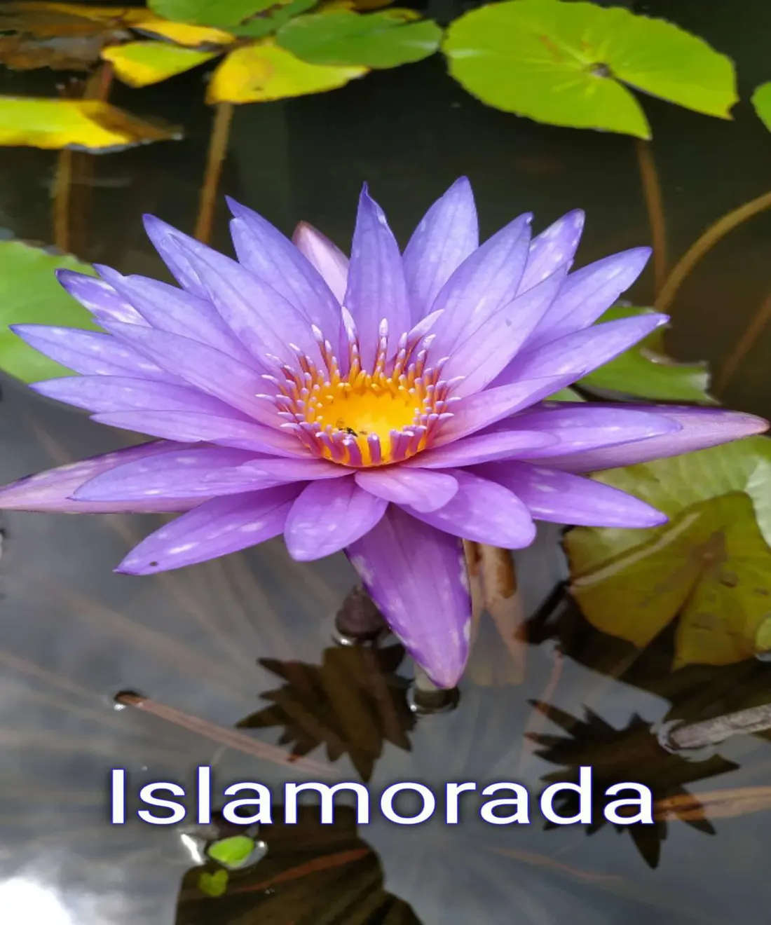 Islamorada