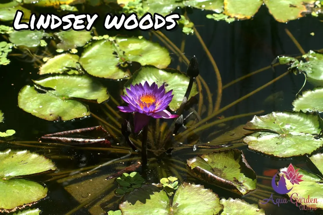 Lindsey Woods
