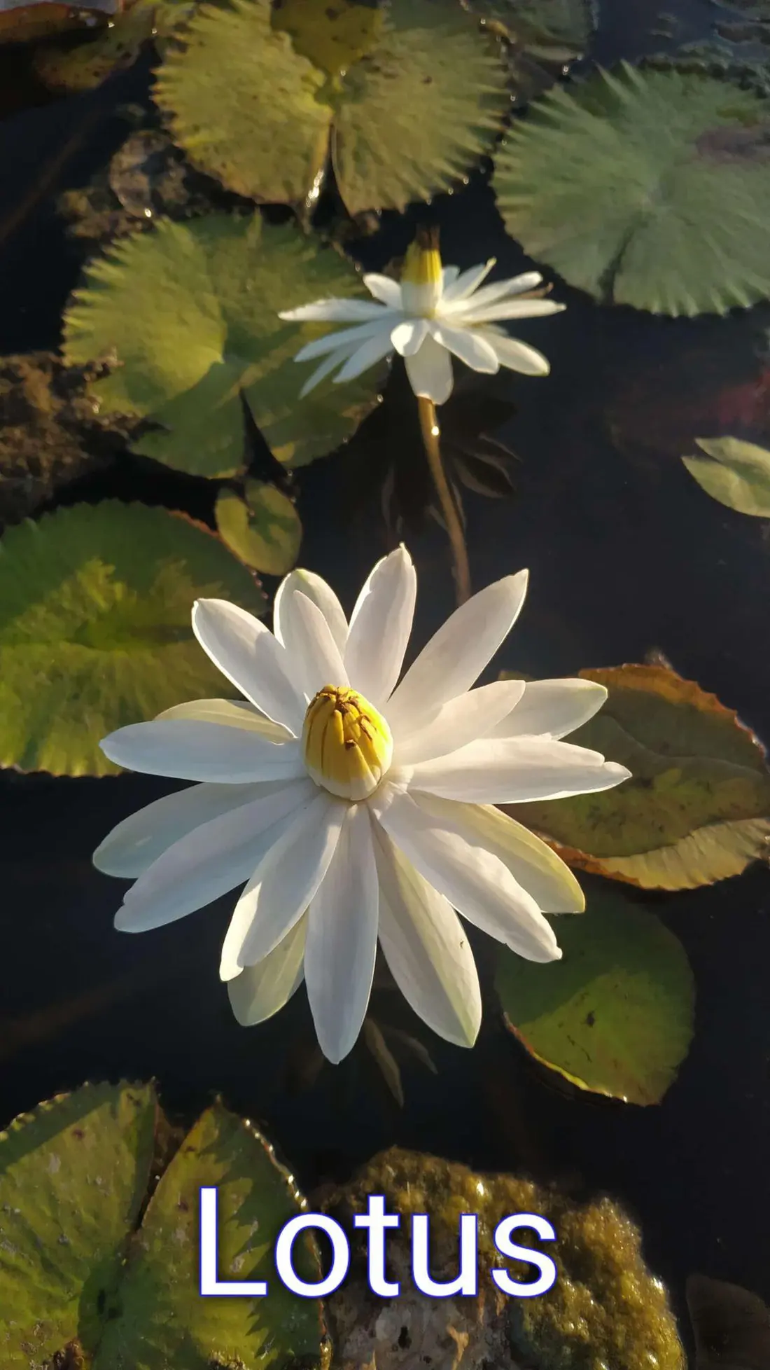 Lotus
