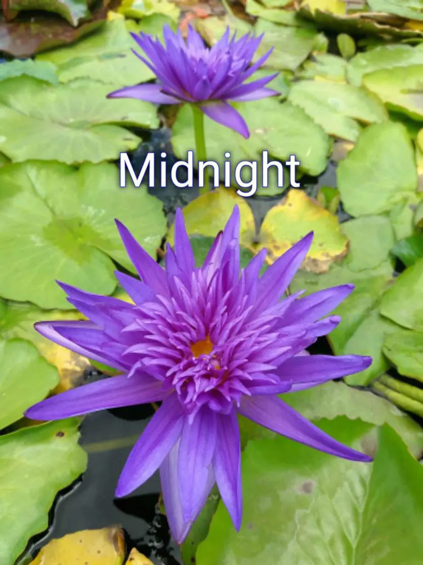 Midnight (tropical)