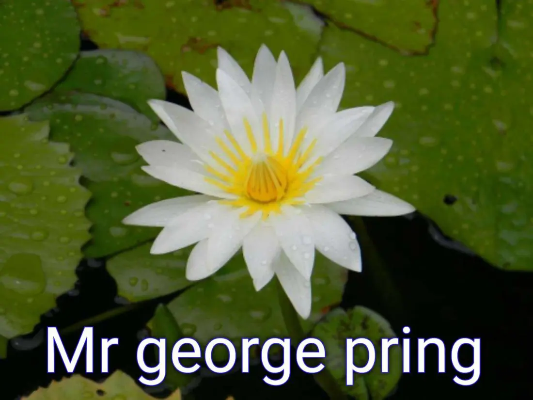 Mr. George Pring