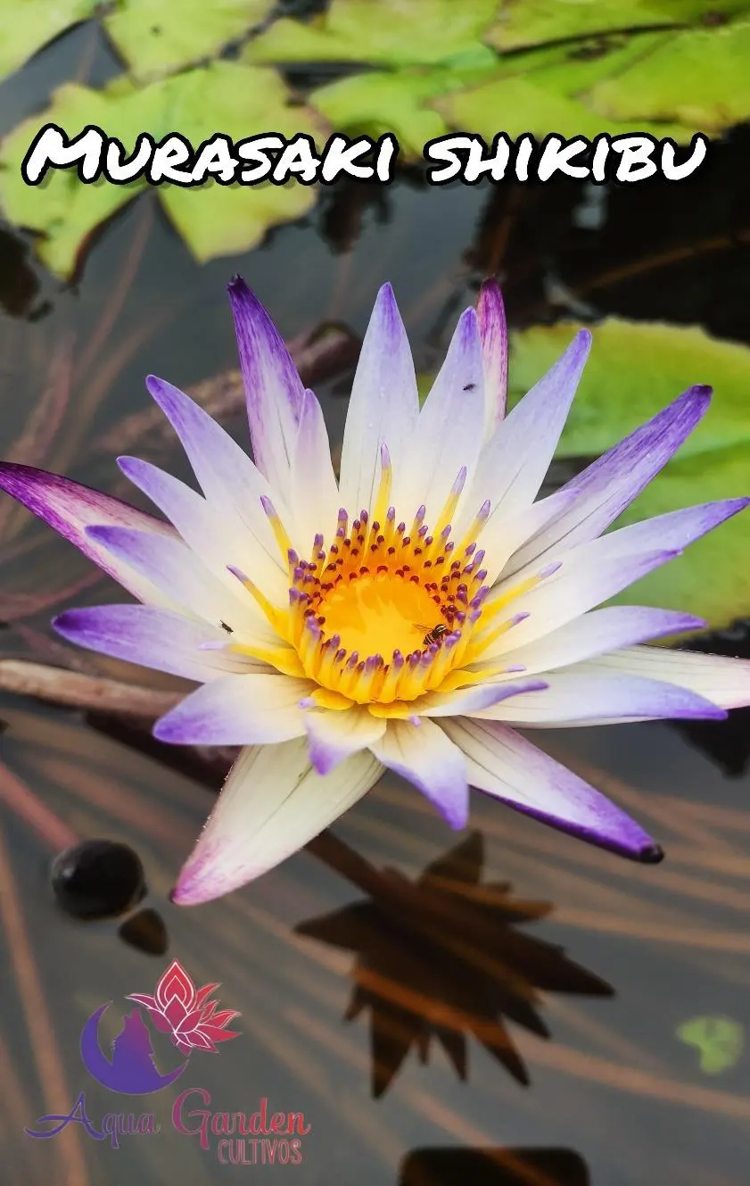 Murasaki Shikibu