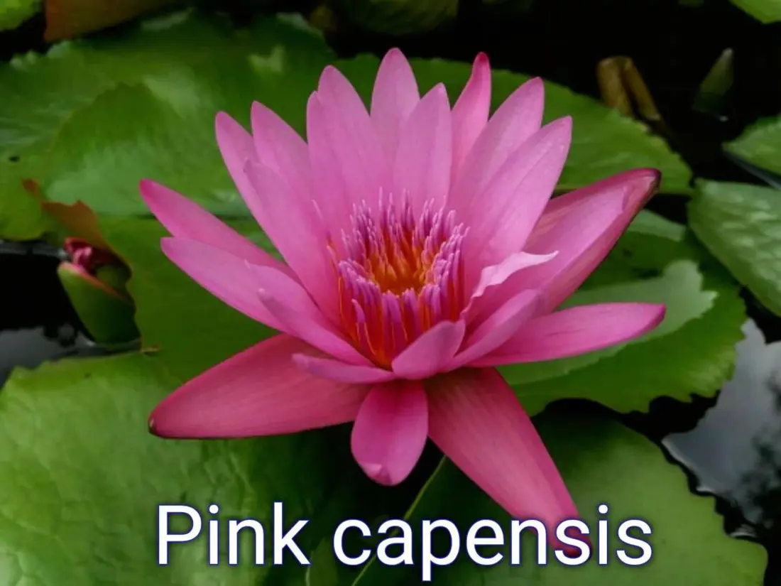 Pink Capensis