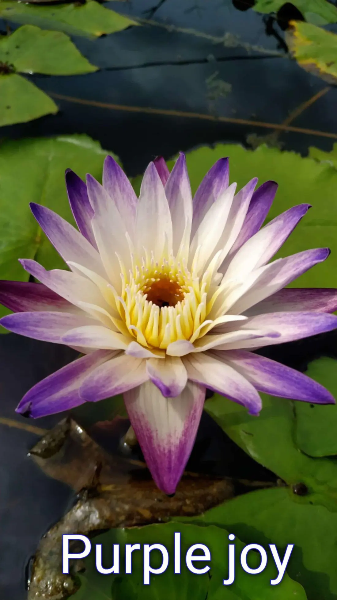 Purple Joy