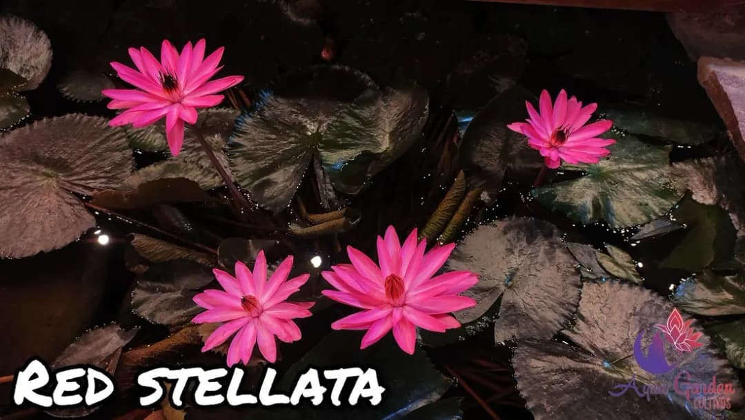 Nenúfares nocturnos
