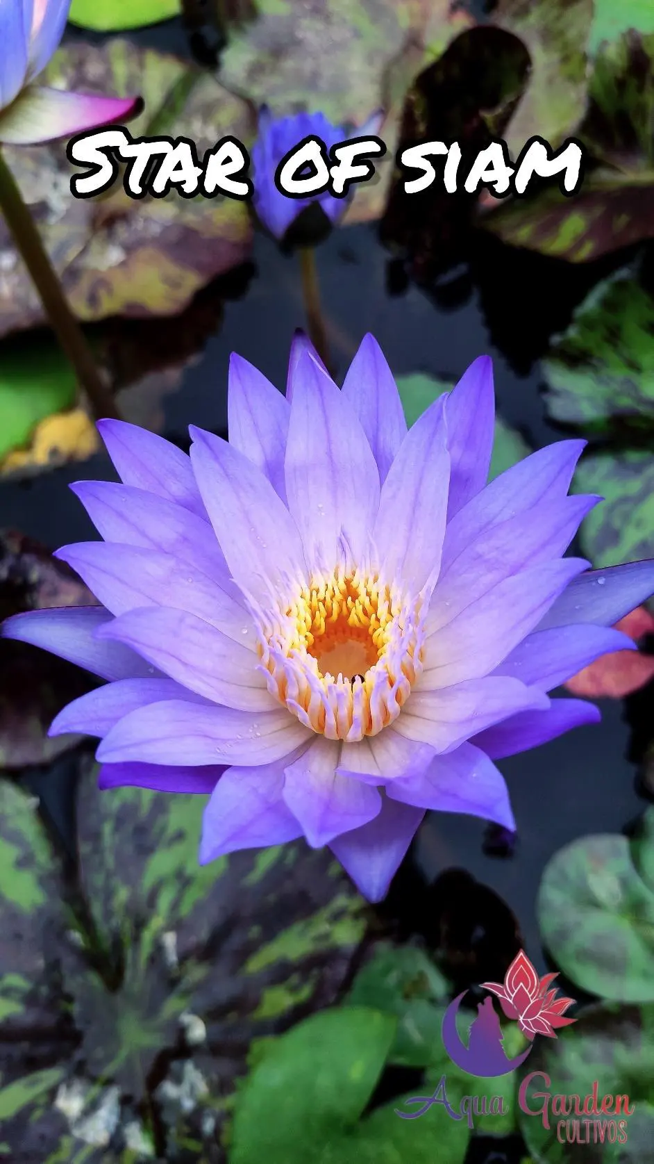 Star of Siam