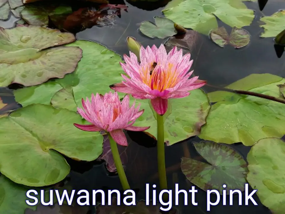 Suwanna Light Pink