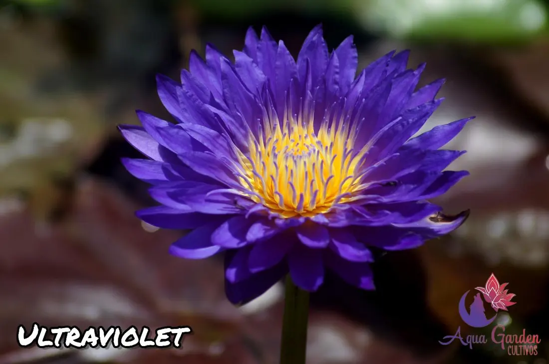 Nenúfar tropical Ultraviolet